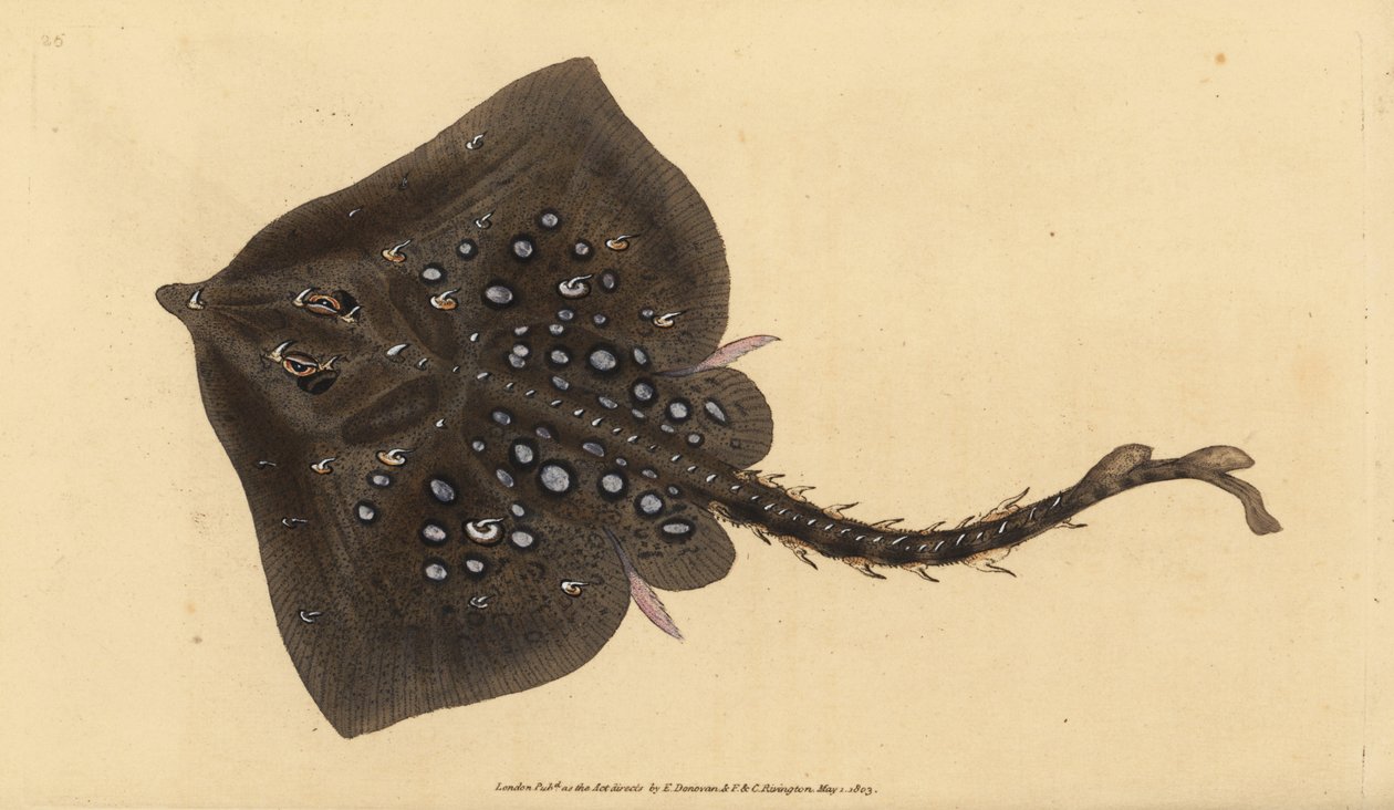 Thornback skate, Raja clavata. Nær truet. Håndfarvet kobberplade tegnet og indgraveret af Edward Donovan fra hans Natural History of British Fishes, Donovan og F.C. og J. Rivington, London af Edward Donovan