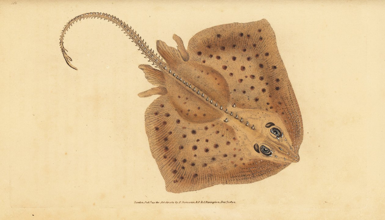 Thornback skate, Raja clavata. Nær truet. Ru stråle, Raja rubus. Håndfarvet kobberplade tegnet og indgraveret af Edward Donovan fra hans Natural History of British Fishes, Donovan og F.C. og J. Rivington, London af Edward Donovan