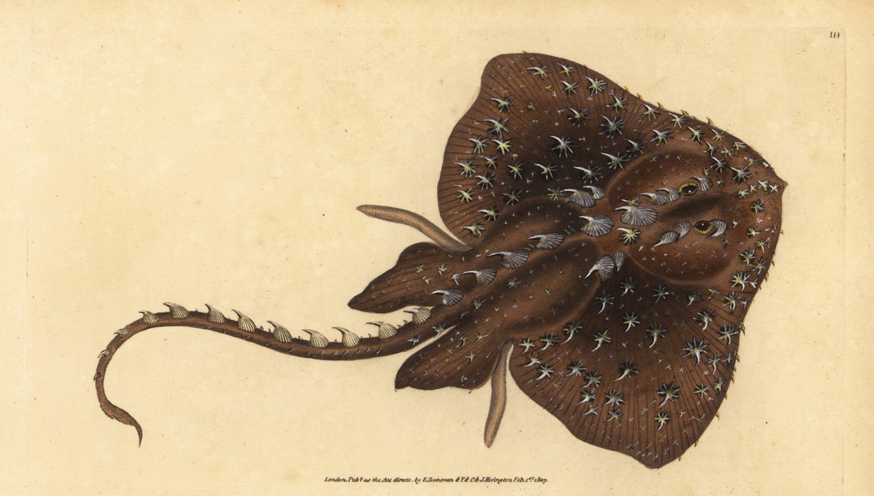Tornet skøjte, Amblyraja radiata (Stjernestråle, Raja radiata). Sårbar. Håndfarvet kobberplade tegnet og indgraveret af Edward Donovan fra hans Natural History of British Fishes, Donovan og F.C. og J. Rivington, London af Edward Donovan