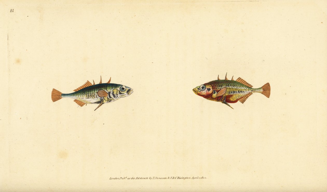 Tre-pigget kilebag, Gasterosteus aculeatus. Håndfarvet kobberplade tegnet og indgraveret af Edward Donovan fra hans Natural History of British Fishes, Donovan og F.C. og J. Rivington, London af Edward Donovan