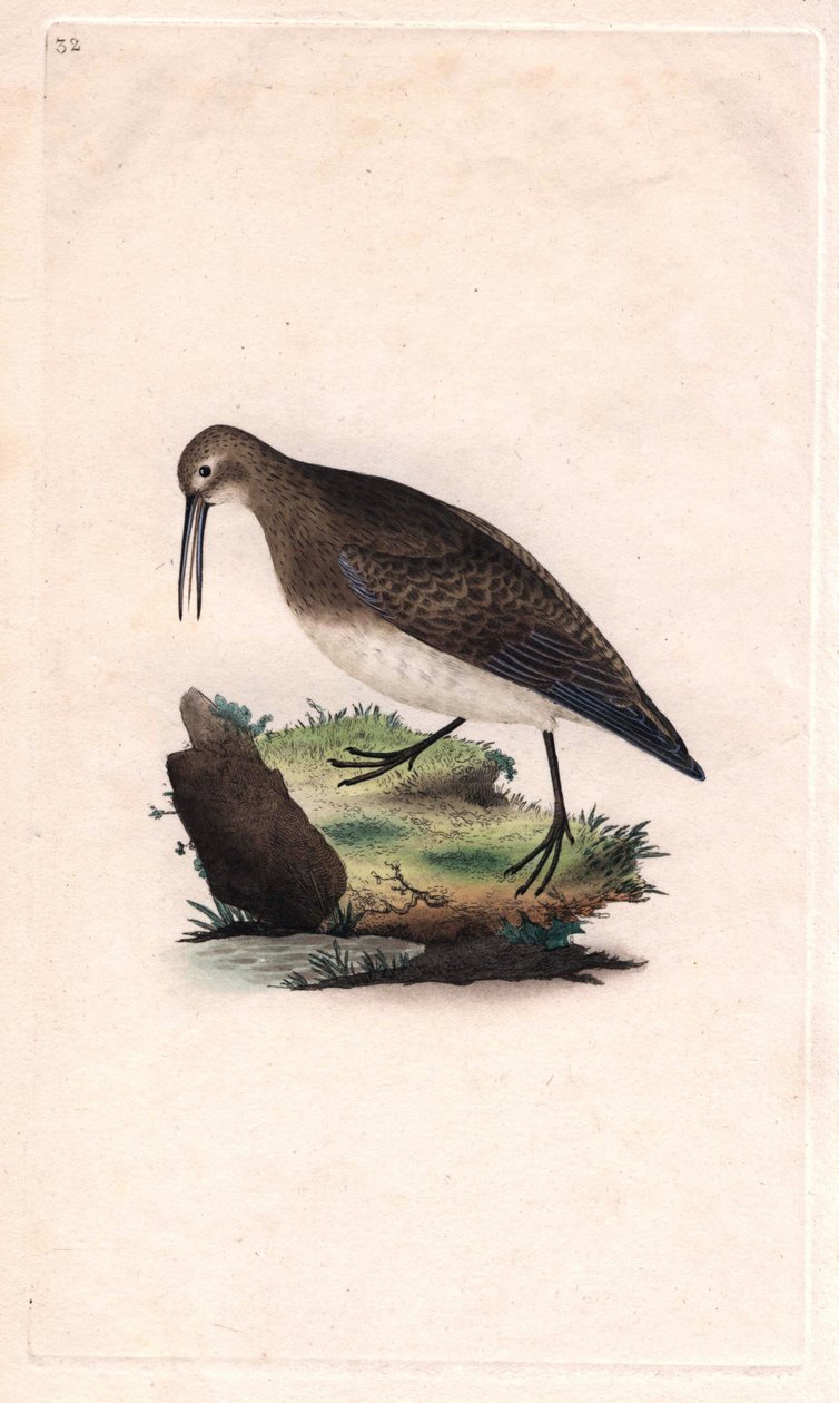 Lille næb. Calidris minutilla (Tringa cinclus). Kobberstik af Edward Donovan (1768-1837), udgivet i Natural History of British Birds, London af Edward Donovan