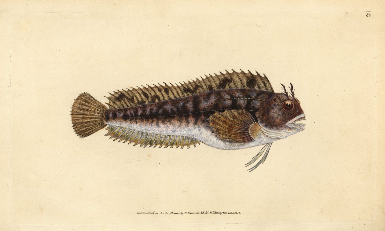 Tompot blenny, Parablennius gattorugine (Gattorugine, Blennius gattorugine). Håndfarvet kobberplade tegnet og indgraveret af Edward Donovan fra hans Natural History of British Fishes, Donovan og F.C. og J. Rivington, London af Edward Donovan
