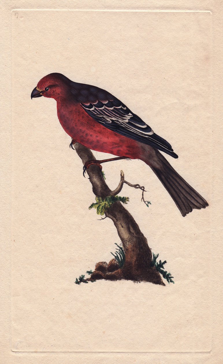 Træer. Pinicola-enucleator (Loxia-enucleator). Kobberstik af Edward Donovan (1768-1837), udgivet i Natural History of British Birds, London af Edward Donovan