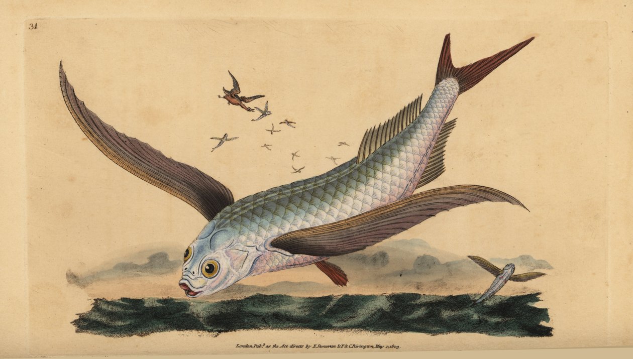 Tropisk to-fløjet fluefisk eller almindelig flyvefisk. Håndfarvet kobberplade tegnet og indgraveret af Edward Donovan fra hans Natural History of British Fishes, Donovan og F.C. og J. Rivington, London af Edward Donovan