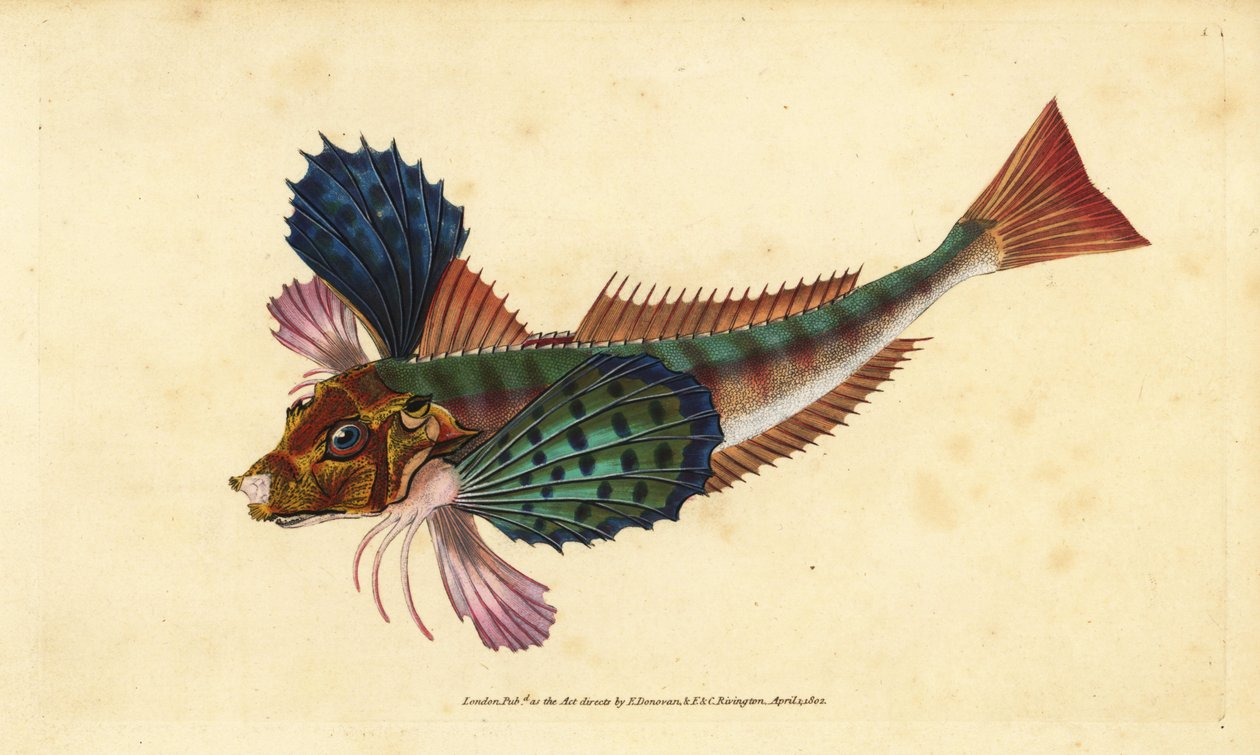 Karbone, Chelidonichthys lucerna (Sappharine-gurnard, Trigla hirundo). Håndfarvet kobberplade tegnet og indgraveret af Edward Donovan fra hans Natural History of British Fishes, Donovan og F.C. og J. Rivington, London af Edward Donovan