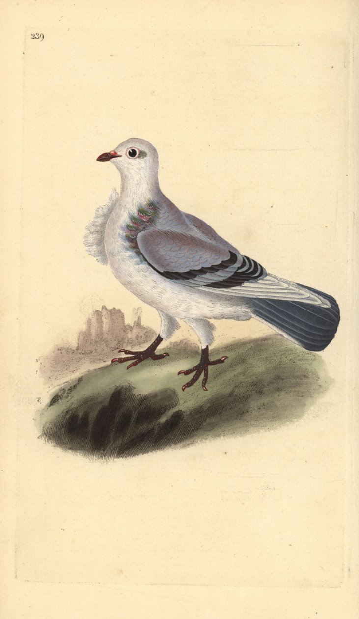 Turbitdue, Columba livia domestica var. turbita. Håndfarvet kobberplade tegnet og graveret af Edward Donovan fra hans egen "Natural History of British Birds," London af Edward Donovan