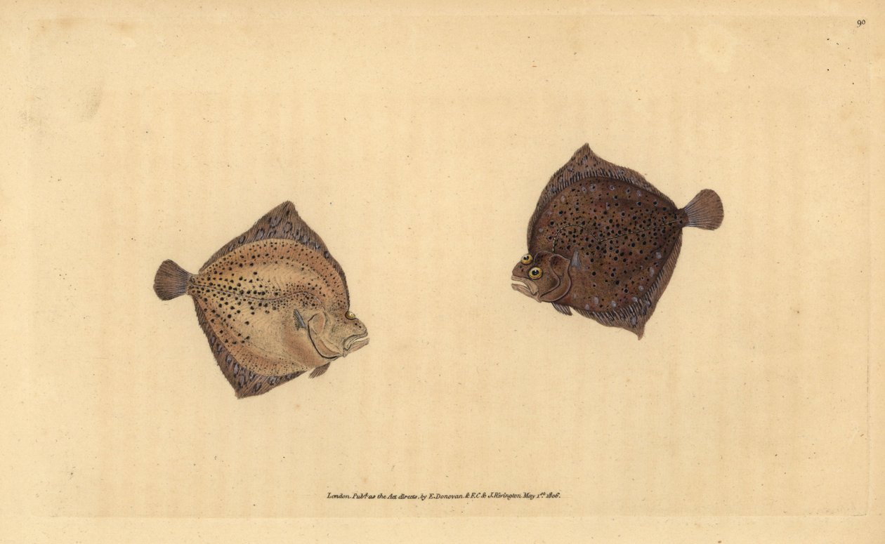 Pighvar, Scophthalmus maximus (Cyclops skrubbe, Pleuronectes cyclops). Håndfarvet kobberplade tegnet og indgraveret af Edward Donovan fra hans Natural History of British Fishes, Donovan og F.C. og J. Rivington, London af Edward Donovan