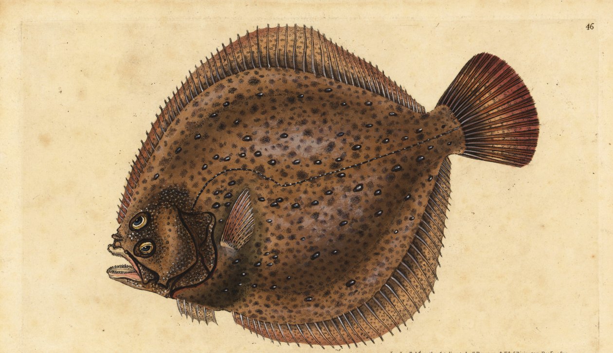 Pighvar, Scophthalmus maximus (Pleuronectes maximus). Håndfarvet kobberplade tegnet og indgraveret af Edward Donovan fra hans Natural History of British Fishes, Donovan og F.C. og J. Rivington, London af Edward Donovan