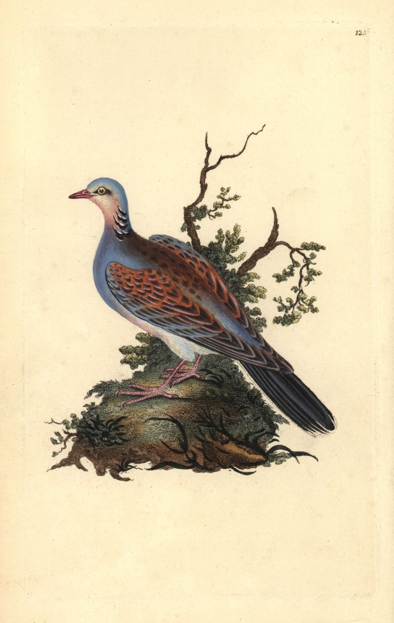 Turteldue, Streptopelia turtur. Håndfarvet kobberplade tegnet og graveret af Edward Donovan fra hans egen "Natural History of British Birds" (1794-1819). Edward Donovan (1768-1837) var en anglo-irsk amatørzoolog, forfatter, kunstner og gravør. Han wr af Edward Donovan