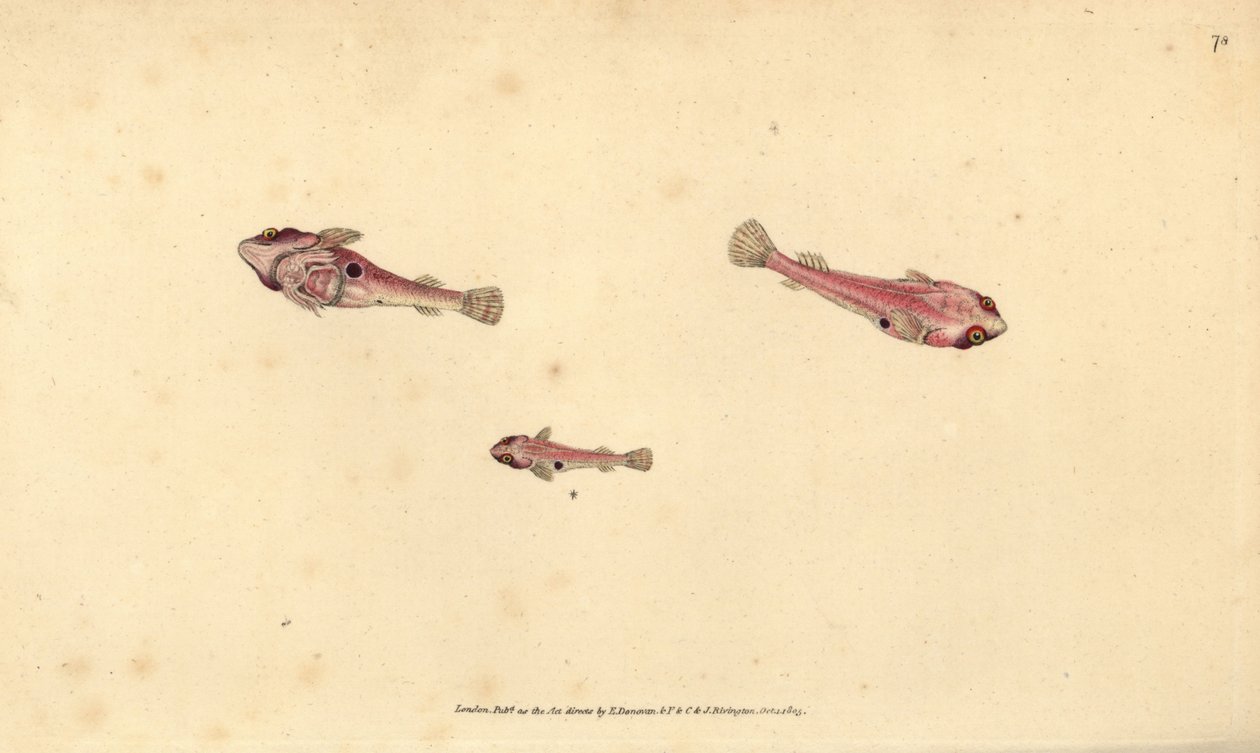 To-plettet clingfish, Diplecogaster bimaculata bimaculata (Bimaculated sucker, Cyclopterus bimaculatus). Håndfarvet kobberplade tegnet og indgraveret af Edward Donovan fra hans Natural History of British Fishes, Donovan og F.C. og J. Rivington, London af Edward Donovan