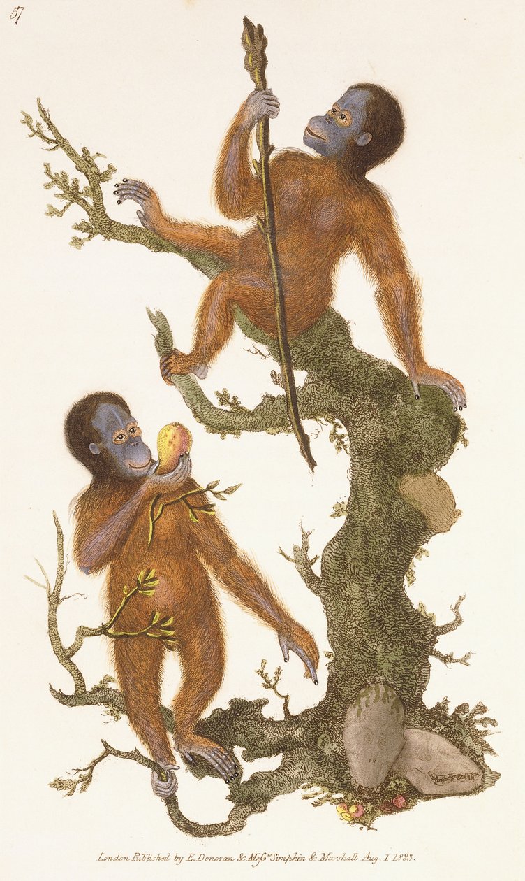 To primater på et træ, 1823 af Edward Donovan