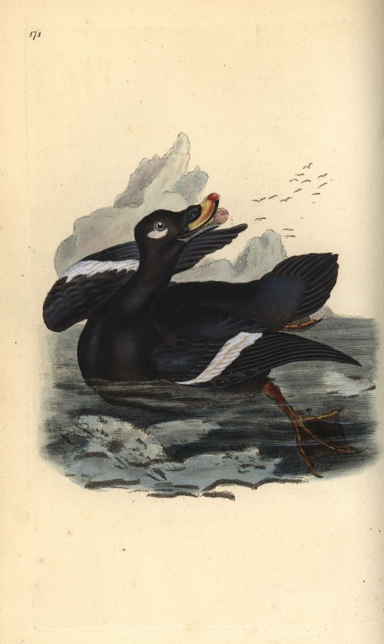 Fløjlsskær, Melanitta fusca. Håndfarvet kobberplade tegnet og graveret af Edward Donovan fra hans egen "Natural History of British Birds," London af Edward Donovan