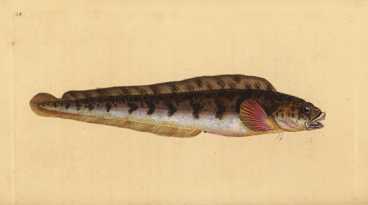 Viviparus ålekvabbe, Zoarces viviparus (Viviparus blenni, Blennius viviparus). Håndfarvet kobberplade tegnet og indgraveret af Edward Donovan fra hans Natural History of British Fishes, Donovan og F.C. og J. Rivington, London af Edward Donovan