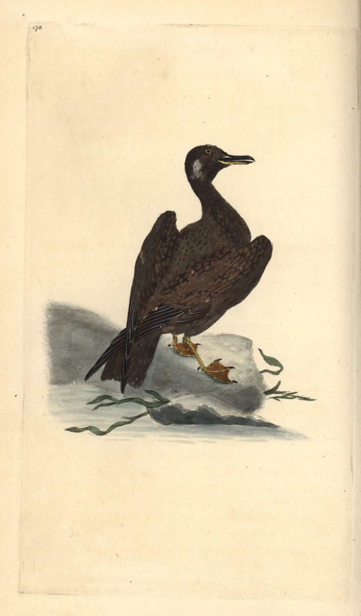 Vægmåge, ung af den store sortbag, Larus marinus. Håndfarvet kobberplade tegnet og graveret af Edward Donovan fra hans egen "Natural History of British Birds," London af Edward Donovan