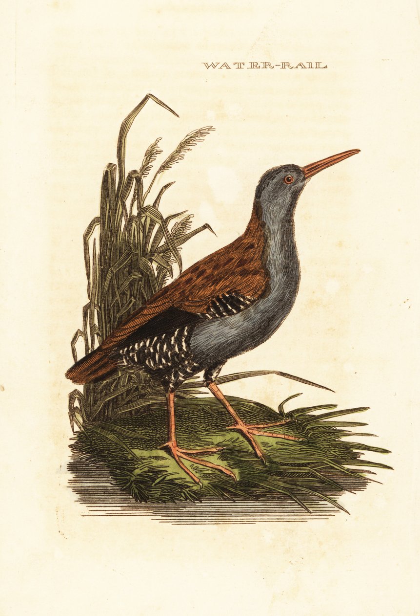 Vandskinne, Rallus aquaticus af Edward Donovan