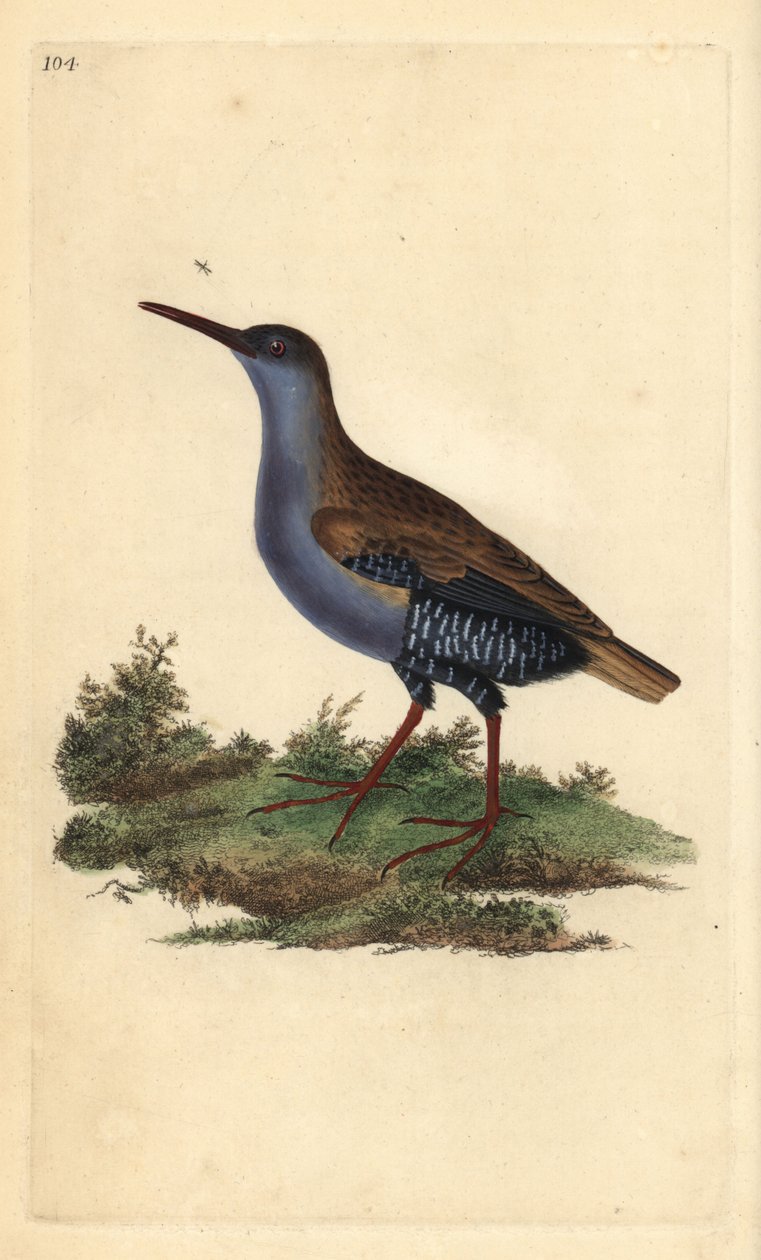 Vandskinne, Rallus aquaticus. Håndfarvet kobberplade tegnet og graveret af Edward Donovan fra hans egen "Natural History of British Birds," London af Edward Donovan