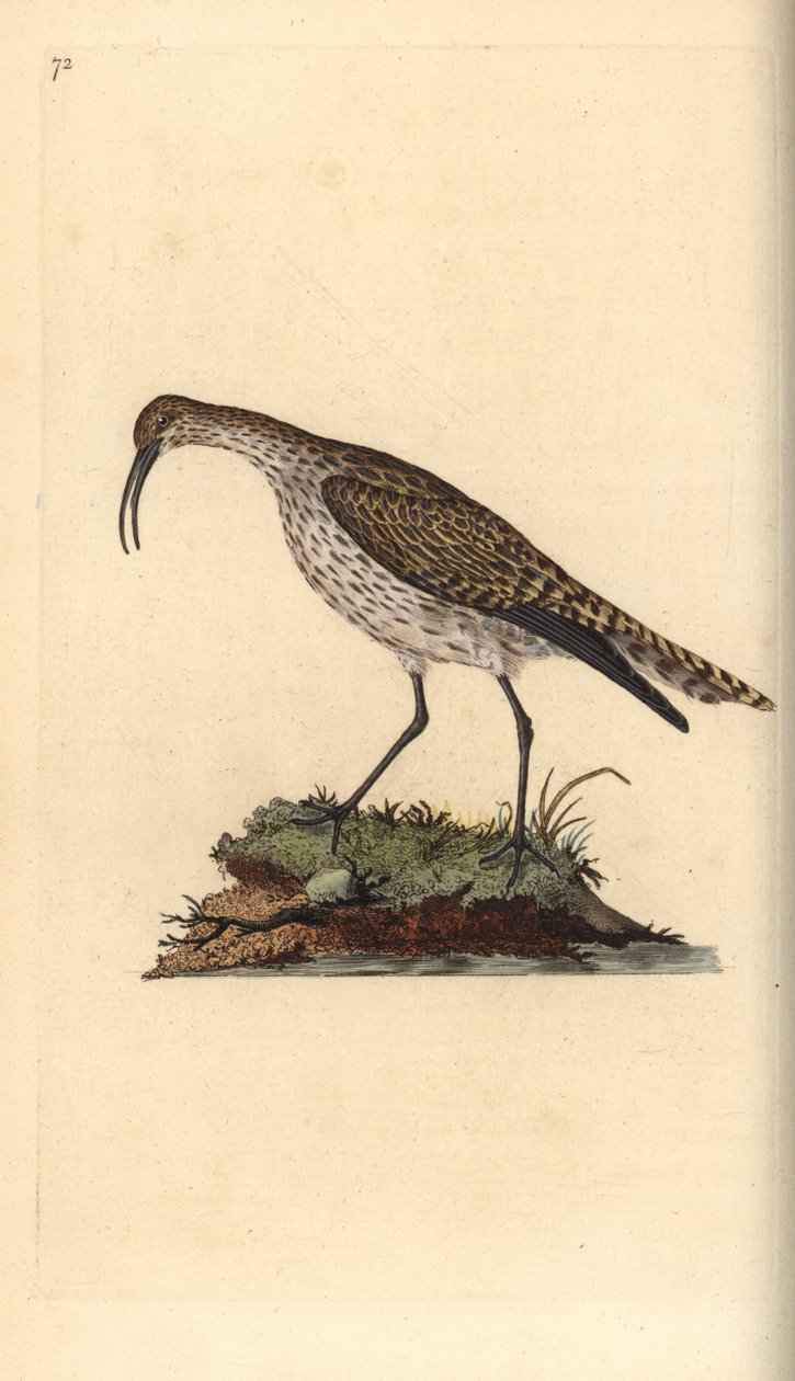 Whimbrel, Numenius phaeopus. Håndfarvet kobberplade tegnet og graveret af Edward Donovan fra hans egen "Natural History of British Birds," London af Edward Donovan