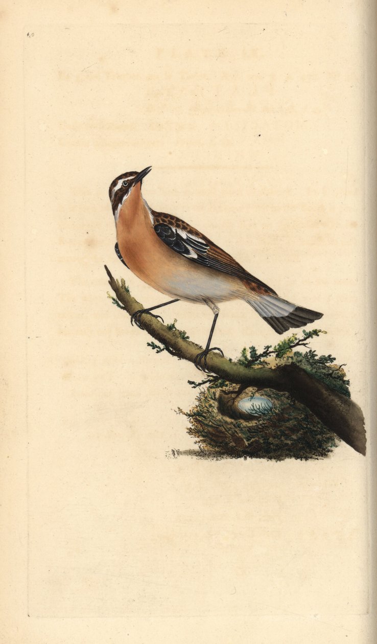Hvidklire, Saxicola rubetra. Håndkoloreret kobberstik tegnet og graveret af Edward Donovan efter hans egen "Natural History of British Birds", London af Edward Donovan