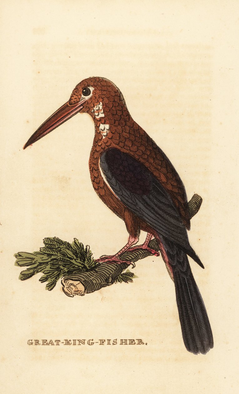 Hvidstrubet isfugl, Halcyon smyrnensis af Edward Donovan