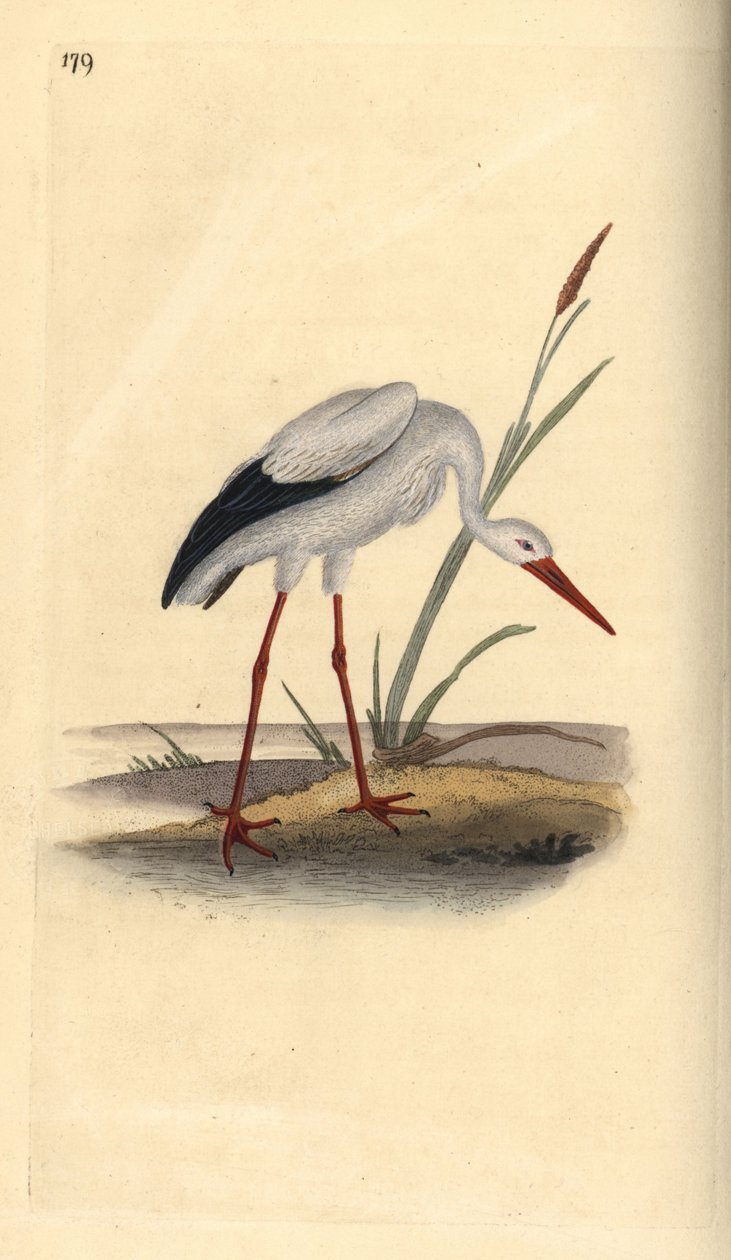 Hvid stork, Ciconia ciconia. Håndfarvet kobberplade tegnet og graveret af Edward Donovan fra hans egen "Natural History of British Birds," London af Edward Donovan