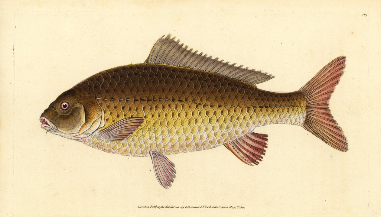 Vild almindelig karpe, Cyprinus carpio. Sårbar. Håndfarvet kobberplade tegnet og indgraveret af Edward Donovan fra hans Natural History of British Fishes, Donovan og F.C. og J. Rivington, London af Edward Donovan