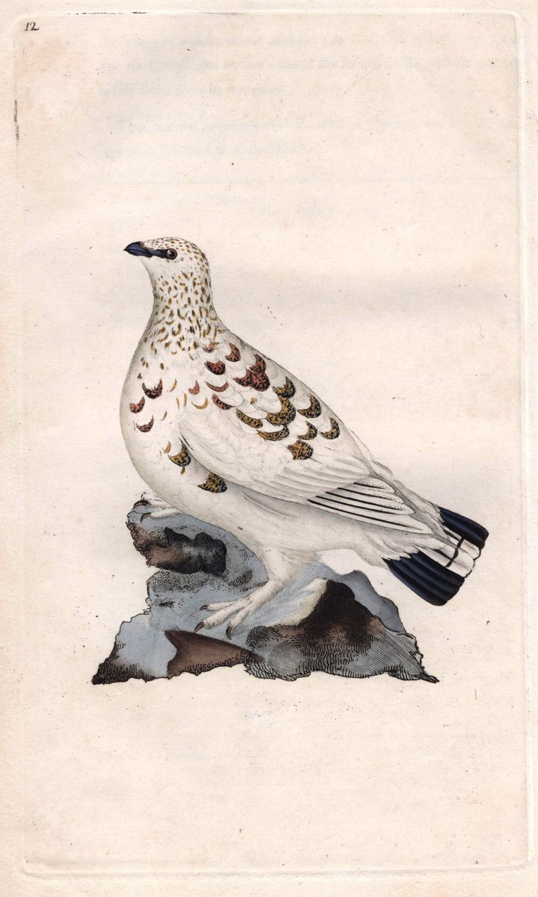 Pile Pagopede. Lagopus lagopus (Tetrao lagopus). Kobberstik af Edward Donovan (1768-1837), udgivet i Histoire naturelle des oiseaux britanniques, London af Edward Donovan