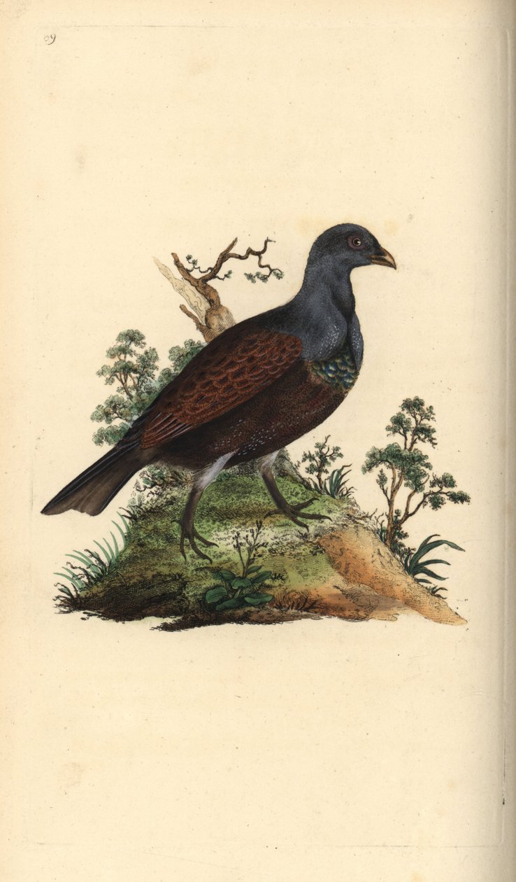 Ryper, Tetrao urogallus. Håndfarvet kobberplade tegnet og graveret af Edward Donovan fra hans egen "Natural History of British Birds," London af Edward Donovan