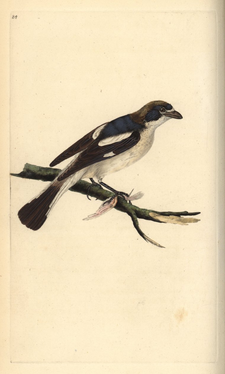 Snakkeskrike, Lanius senator. Håndfarvet kobberplade tegnet og graveret af Edward Donovan fra hans egen "Natural History of British Birds," London af Edward Donovan
