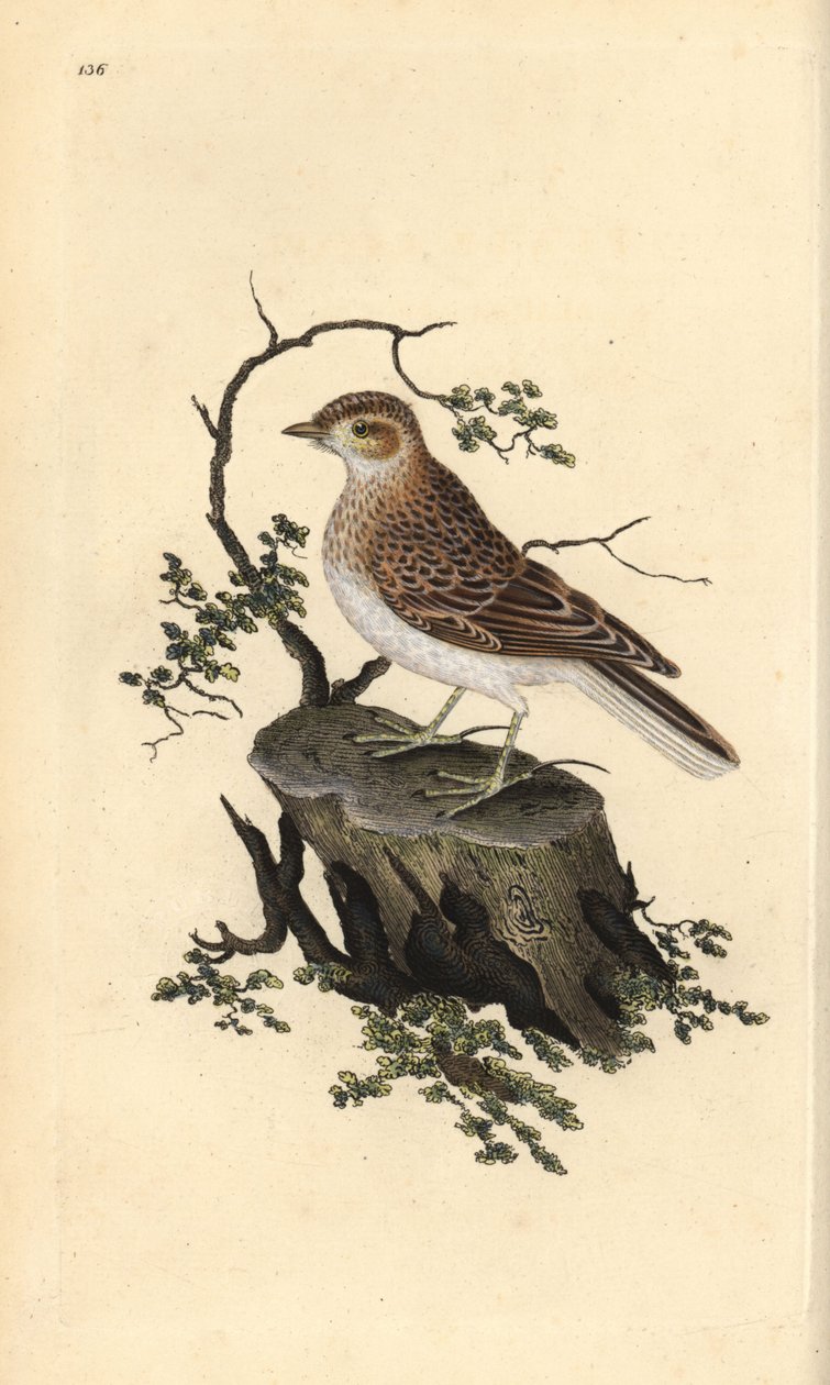 Skovlærke, Lullula arborea. Håndkoloreret kobberstik tegnet og graveret af Edward Donovan efter hans egen "Natural History of British Birds", London af Edward Donovan