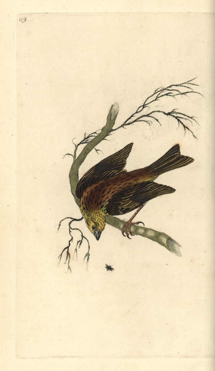 Gulhammer, Emberiza citrinella. Håndfarvet kobberplade tegnet og graveret af Edward Donovan fra hans egen "Natural History of British Birds," London af Edward Donovan