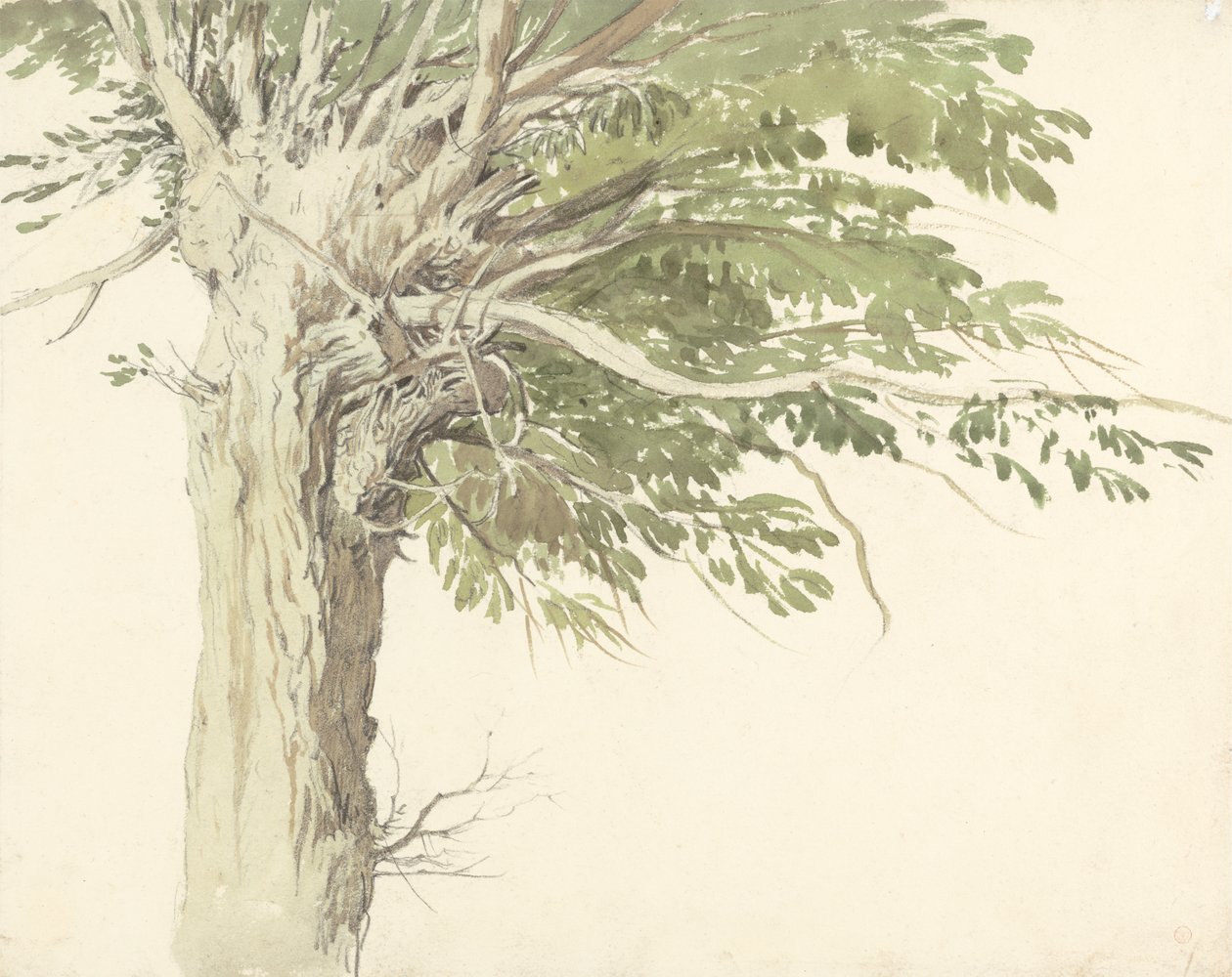 Studie af et pollardet træ - en pil af Edward Duncan