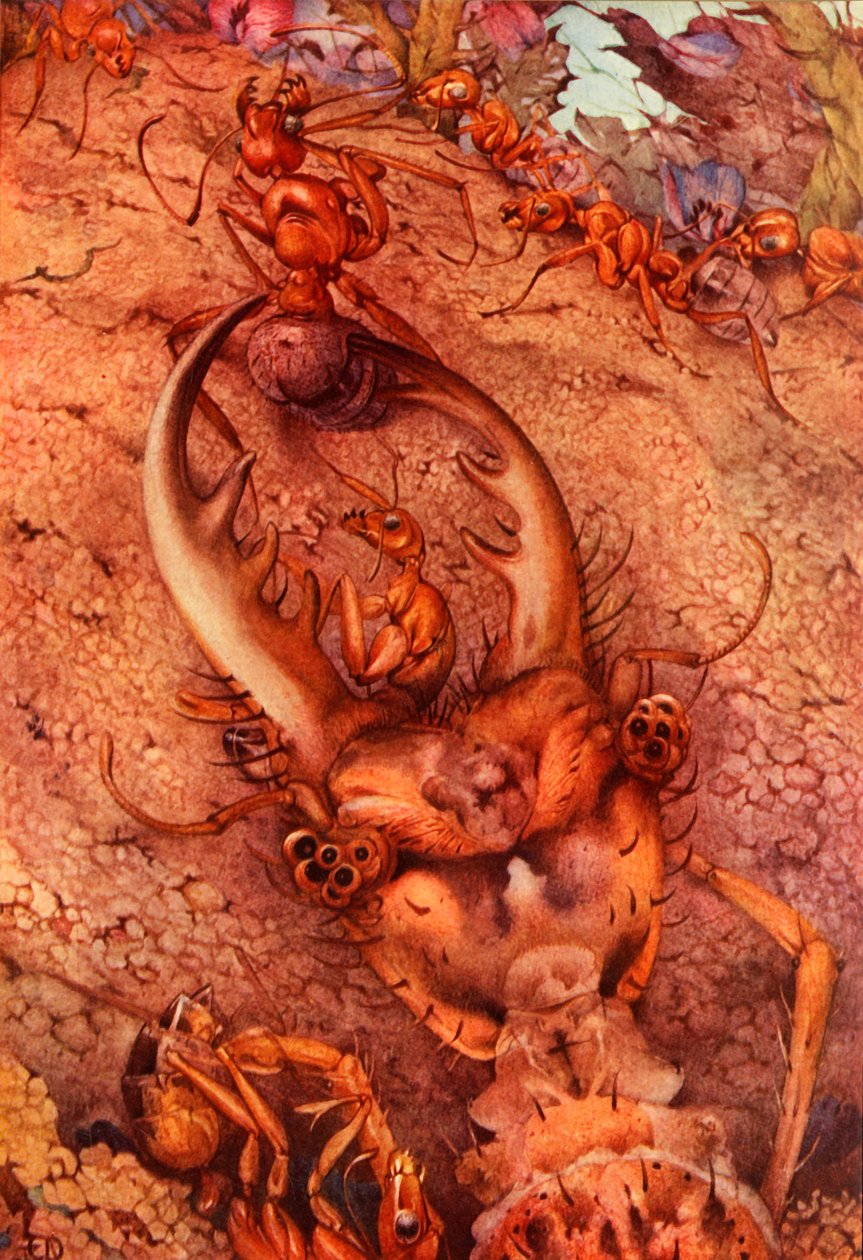 Myreløven, 1914. SLET - kunstner under copyright af Edward Julius Detmold