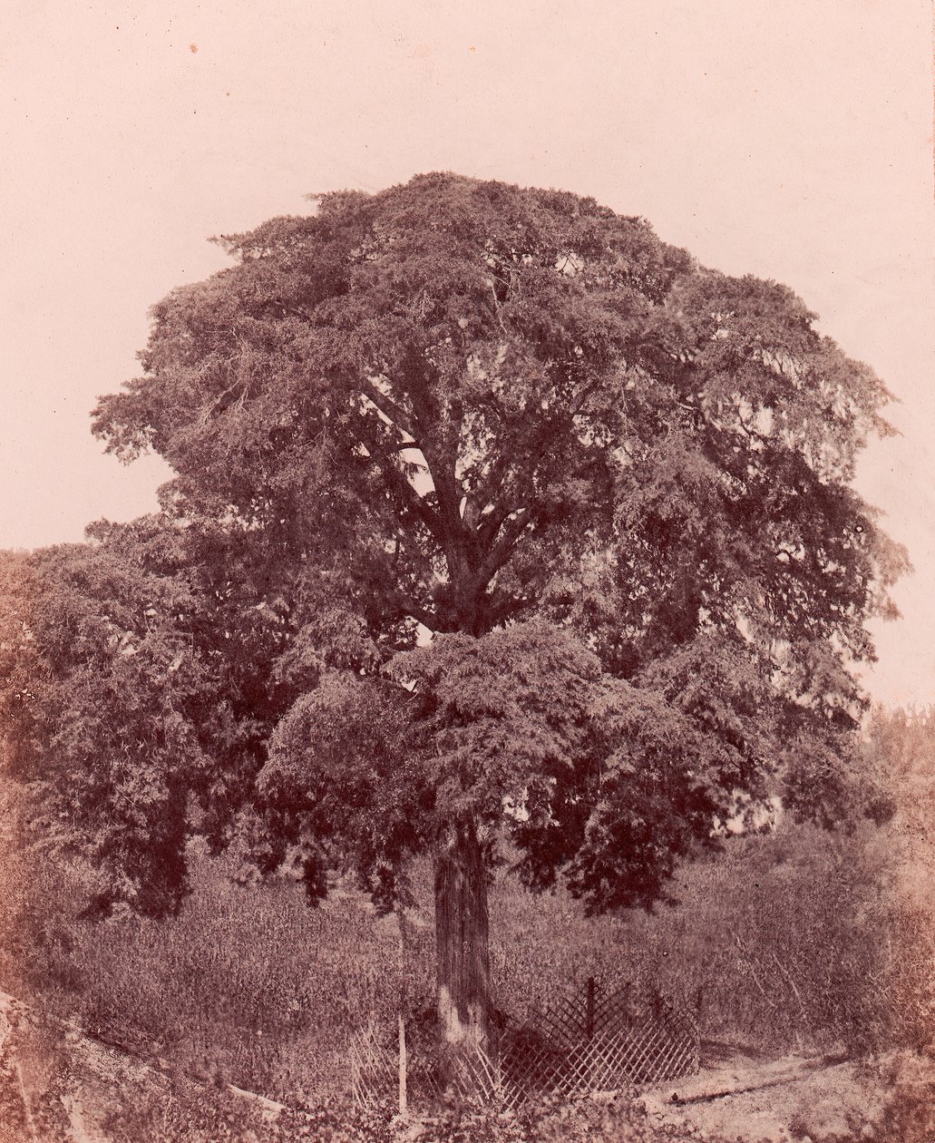 træstudie, 1850-53. af Edward King Tenison