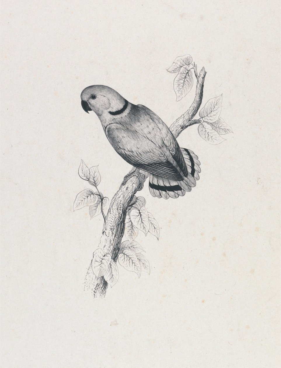 (Swinderns parakit) (Tavle 42) af Edward Lear