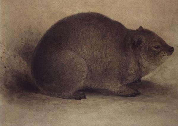 En Rock Hyrax af Edward Lear
