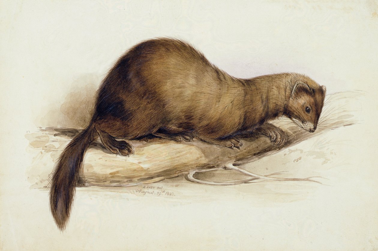 En Væsel af Edward Lear