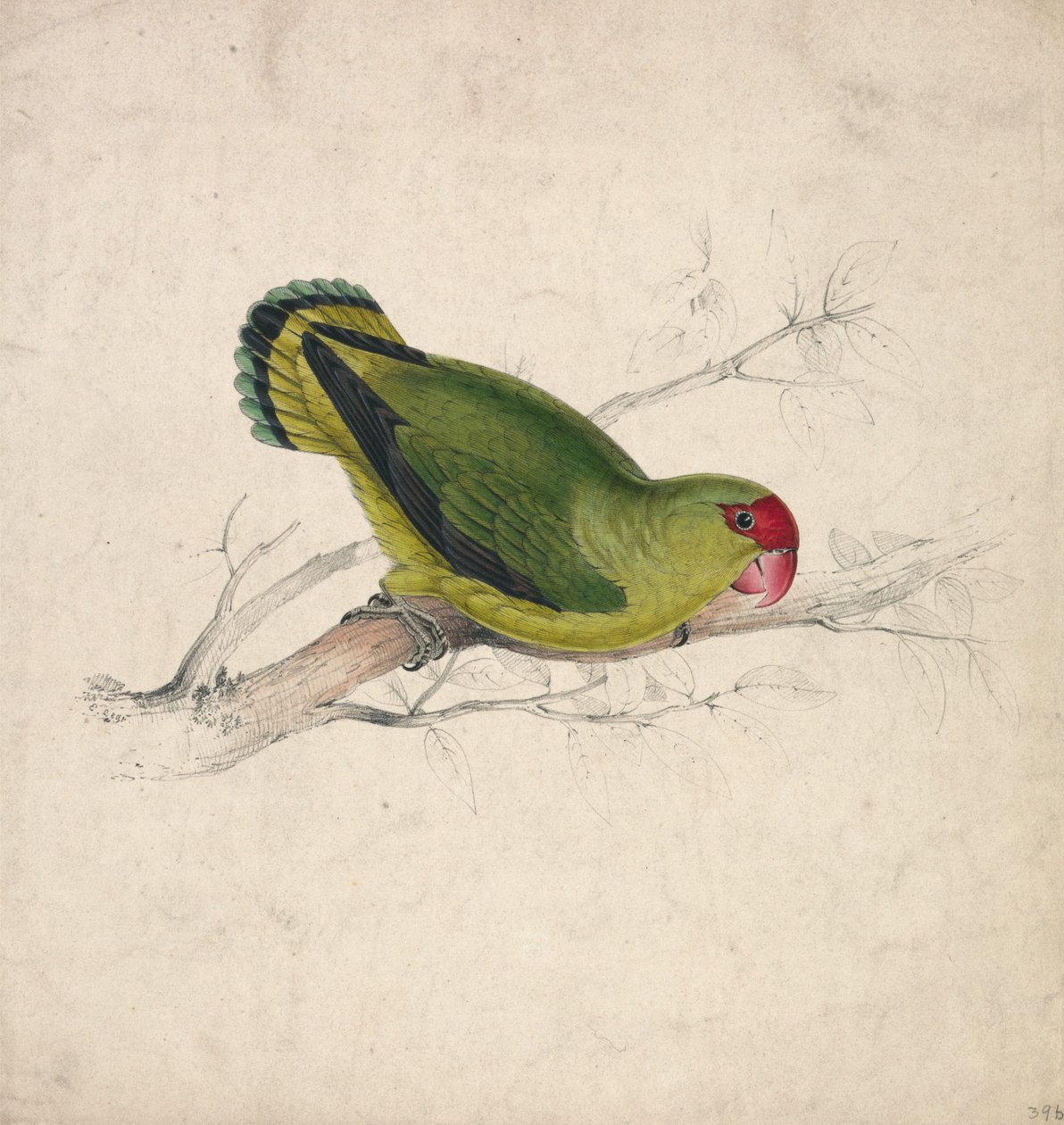 Abyssinisk parakit (tavle 39) af Edward Lear