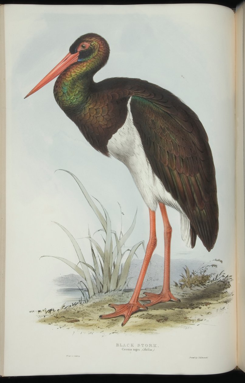 Black Stork, fra 