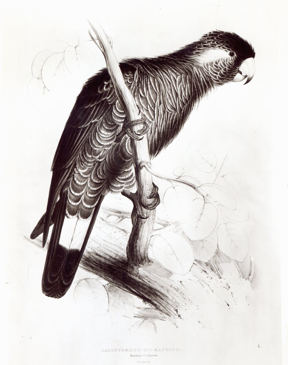 Calyptorhynchus Baudinii, eller Baudins kakadue, 1832 (litho) (bw foto) af Edward Lear