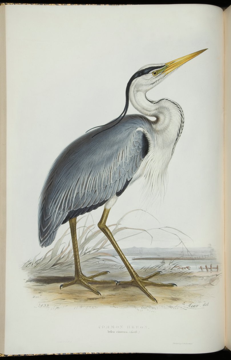 Common Heron, fra 