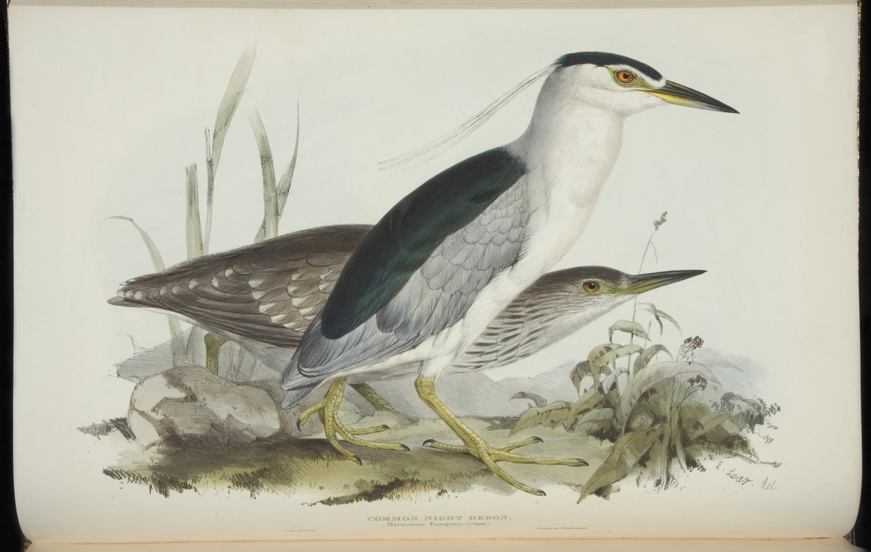 Common Night Heron, fra 