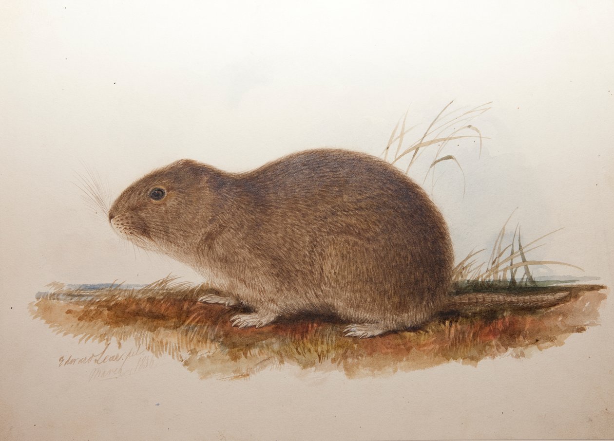 Ctenomys magellanicus, 1836 af Edward Lear