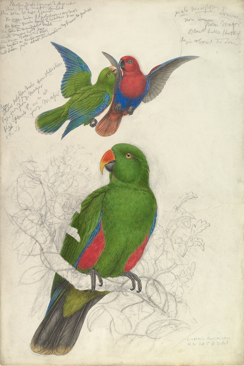 Eclectus Roratus Polychloros, ca. 1830-32. af Edward Lear