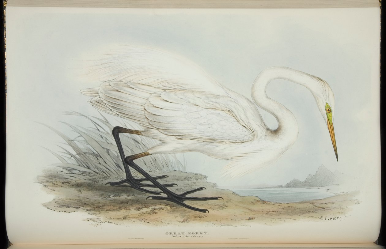 Great Egret, fra 