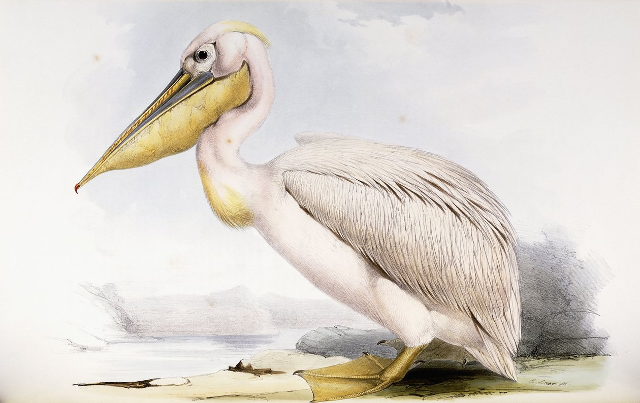 Stor hvid pelikan af Edward Lear