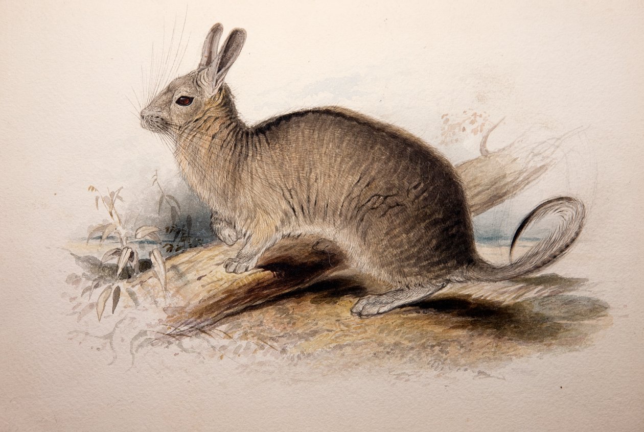 Lagotis cuvieri, 1833 af Edward Lear