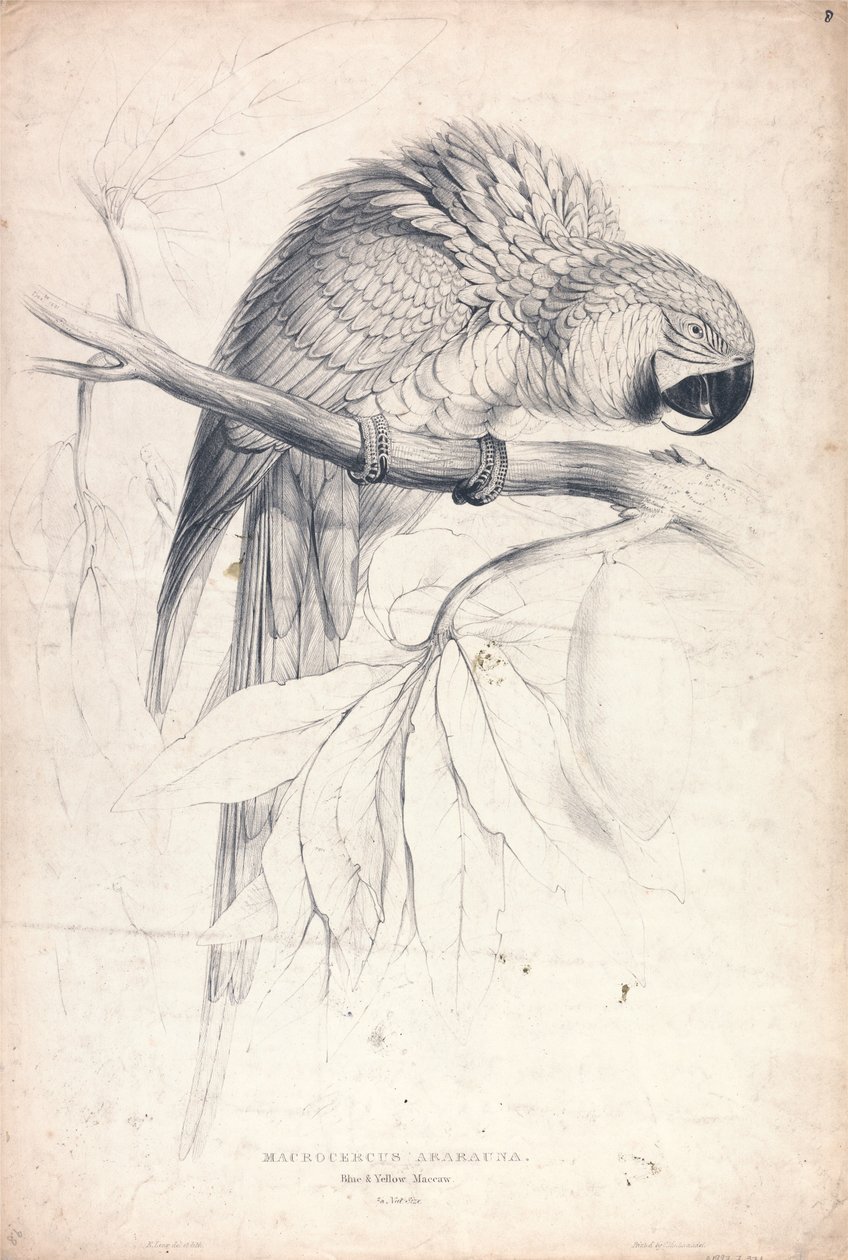 Macrocerus Ararauna / Blå-gul ara / 2/3 af naturlig størrelse (Tavle 8) af Edward Lear
