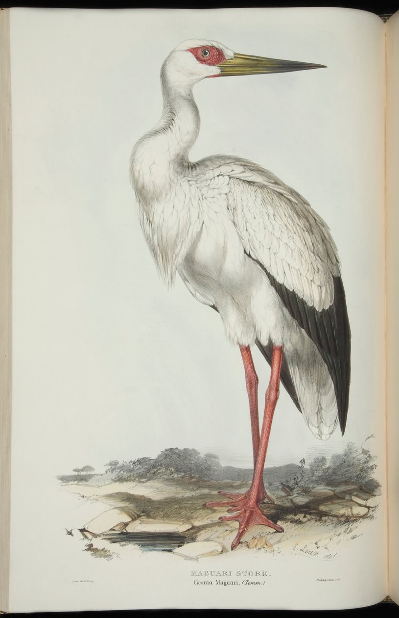 Maguari Stork, fra 