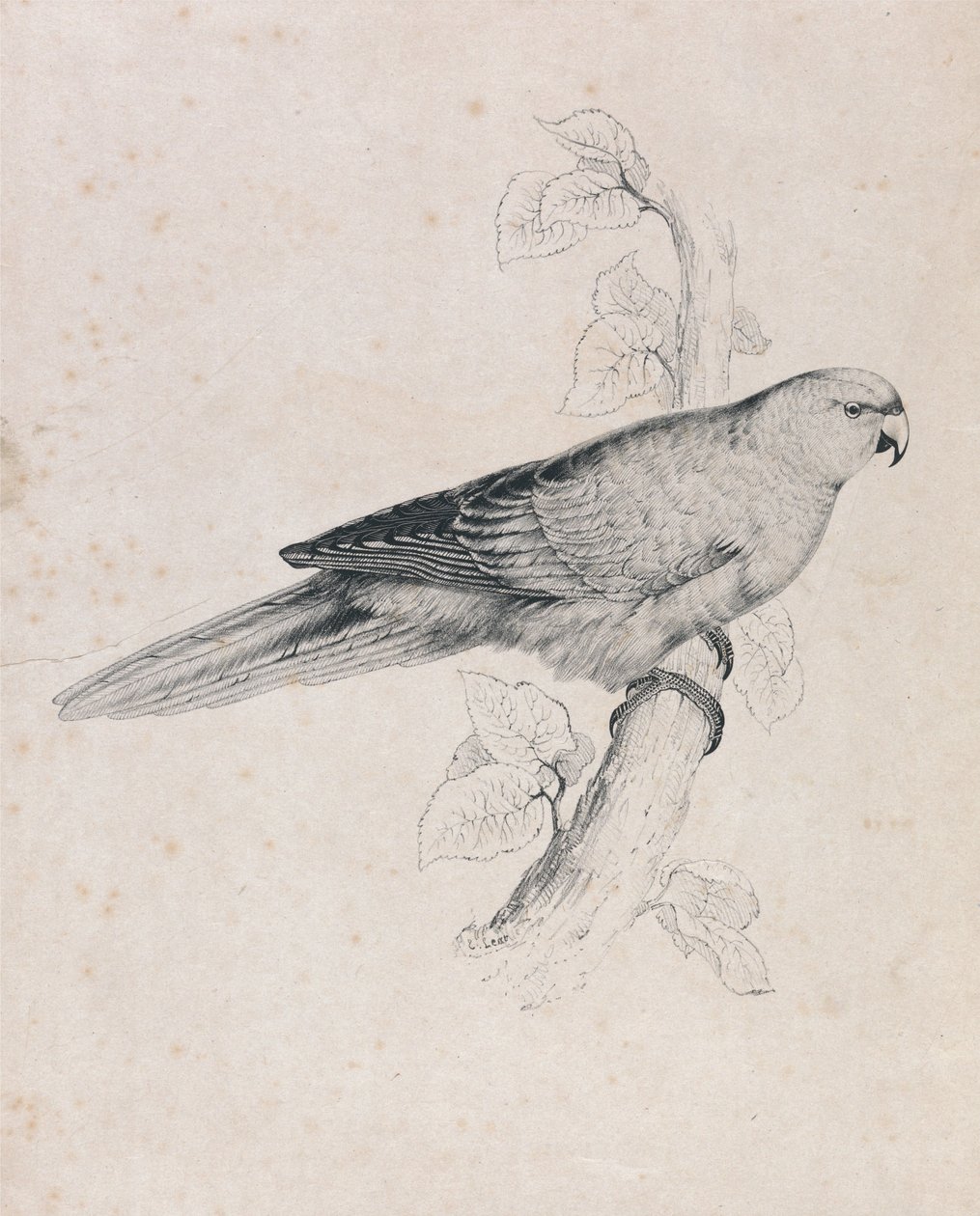 Stillehavsparakit (tavle 26) af Edward Lear