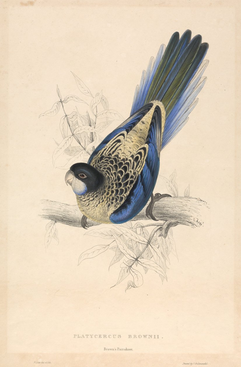 Platycercus brownii / Browns parakit af Edward Lear